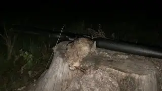 Охота на вальдшнепа в Беларуси.