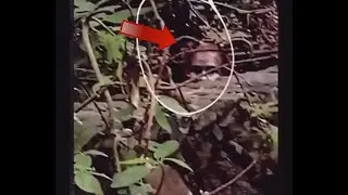 Videos Terroríficos y extraños 2