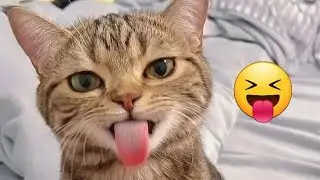 Смешные котики / Приколы с котами ! Funny cats / Fun with cats!