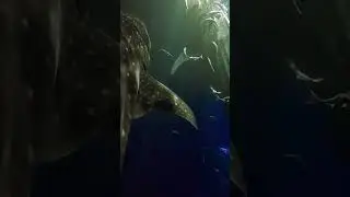 kehidupan hiu paus dengan ribuan ikan remora | whale life