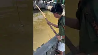 Monster arapaima 