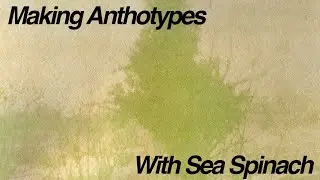 Making Anthotypes With Sea Spinach