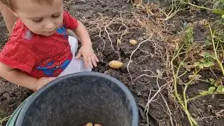 Бабушкины помощники))