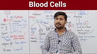 14.9 The Blood | Blood cells | Human blood cells | Human circulatory system Fsc Biology 11
