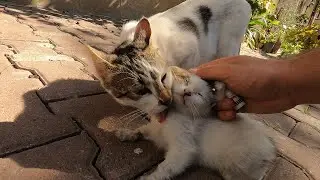 Mother cat calmed her scared kitten while I was treating kitten's eye