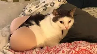 (Funniest Cat Videos of 2022 )  When You Are Stressed 🤣