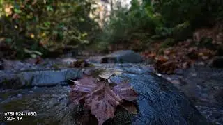 SONY a7SIII 120P 4K (original) down to 60P 1080P of River in the Smokies