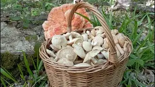 FOR MUSHROOMS, FOR MUSHROOMS April 25, 2022!!!