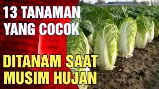 13 Jenis Tanaman Sayur Yang Cocok & Bagus Ditanam Saat Musim Hujan Yang Menguntungkan