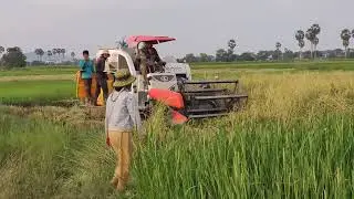 Cutting Rice By Machine Kubota,Tha views of Field in khmer,Khmer Field,
