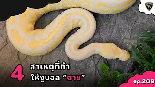 4 สาเหตุหลักที่ทำให้งูบอลตาย【 EP.209| 4K 】#realityballpython #ballpython