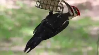 Chipmunk & Pileated Woodpecker Footage | Canon 100-400mm V1 Video