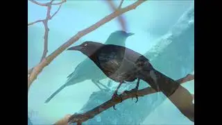 Aves de Parque España Belén