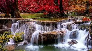 1 Hour of Meditation, Water and Bird sounds for Relaxation, Stress Relief, Meditation, Sleep, Study.