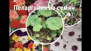 Пеларгония 5 недель после всходов#3.Что с другими посевами?Вегетативка.