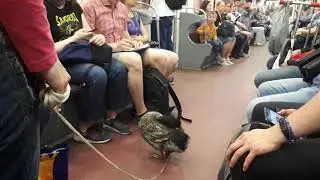 странные попрошайки в метро спб