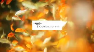 The Colorful Life Of Goldfish