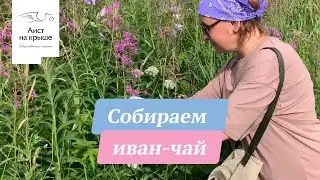 Собираем иван-чай