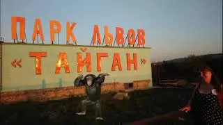 Парк львов "Тайган" - Шимпанзе - концерт по заявкам.