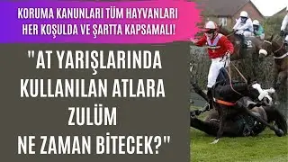 At yarışlarında kullanılan atlara zulüm ne zaman bitecek?