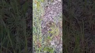 Ёжик он такой. VID 20190502 201301