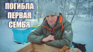 Вот пчёлы и погибли! Замер влажности в улье не удался!