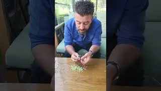 Ata tohumu siyes buğdayı 7000 yıllık