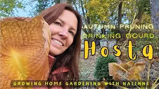 Autumn Drinking Gourd HOSTA Pruning 🍂Growing Home Gardening