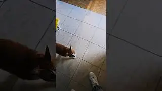 I trained him well ! #cats #catsofyoutube #catlover #catshorts #catvideos #catvideo #catlovers #cat