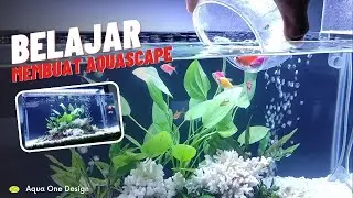 membuat aquascape tema dasar laut buat pemula
