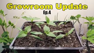 2023 Growroom Update Ep 4