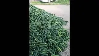 Огурчики! Бесплатно!