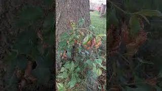 Cicada everywhere 😬 #shorts #cicada #gardening