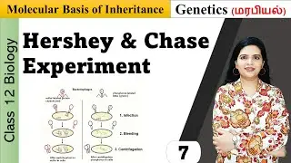 Hershey and Chase Experiment