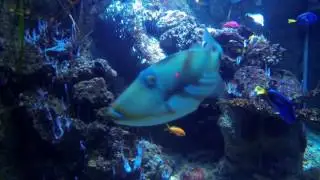 Sea Life Scheveningen