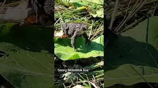 Застукали жабу в позі Оригінальне відео 
