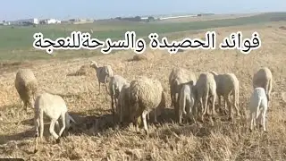 فوائد الحصيدة والسرحة للنعجة والراعي | غذاء طبيعي وصحة للغنم