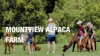 Mountview Alpaca Farm, Canungra 🦙