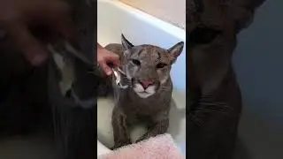 Sweet Puma Takes A Bath!