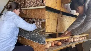 Как приучить кур нестись в гнездо с дыркой и на линолеум