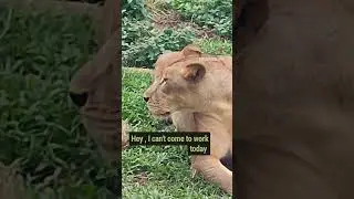 I can't come in to work today.... #short #youtubeshorts #pets #petlover #animals #shorts #lion