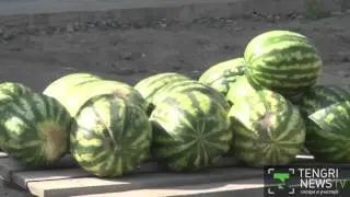 Поющий продавец арбузов из Павлодара стал героем соцсетей