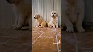 La coppia più bella del mondo! Vieni a scoprire I nostri cuccioli di Golden Retriever! 3398126113
