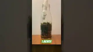 1 Ay Sonra Şişeden Teraryum