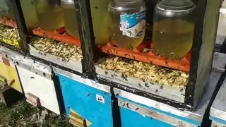 Старі бджоли на поїлці годівниці під час квітування верби козячої