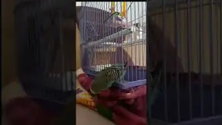 умный попугайчик 👍👍👍👍smart parrot👍👍👍