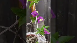 Бугенвиллия Bougainvillea Glabra Donker  #растения#plants#бугенвиллия