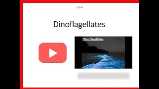 Dinoflagellates