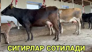 АРЗОНЧИ АКАДАН ШВЕД СУТЛАРИ КУП СИФАТЛИ ГУЗАЛ СИГИРЛАР СОТИЛАДИ SOTILADIGON SIGIRLAR 22 августа 2024