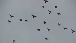 Полеты по  сильному ветру в море 23 04 22г